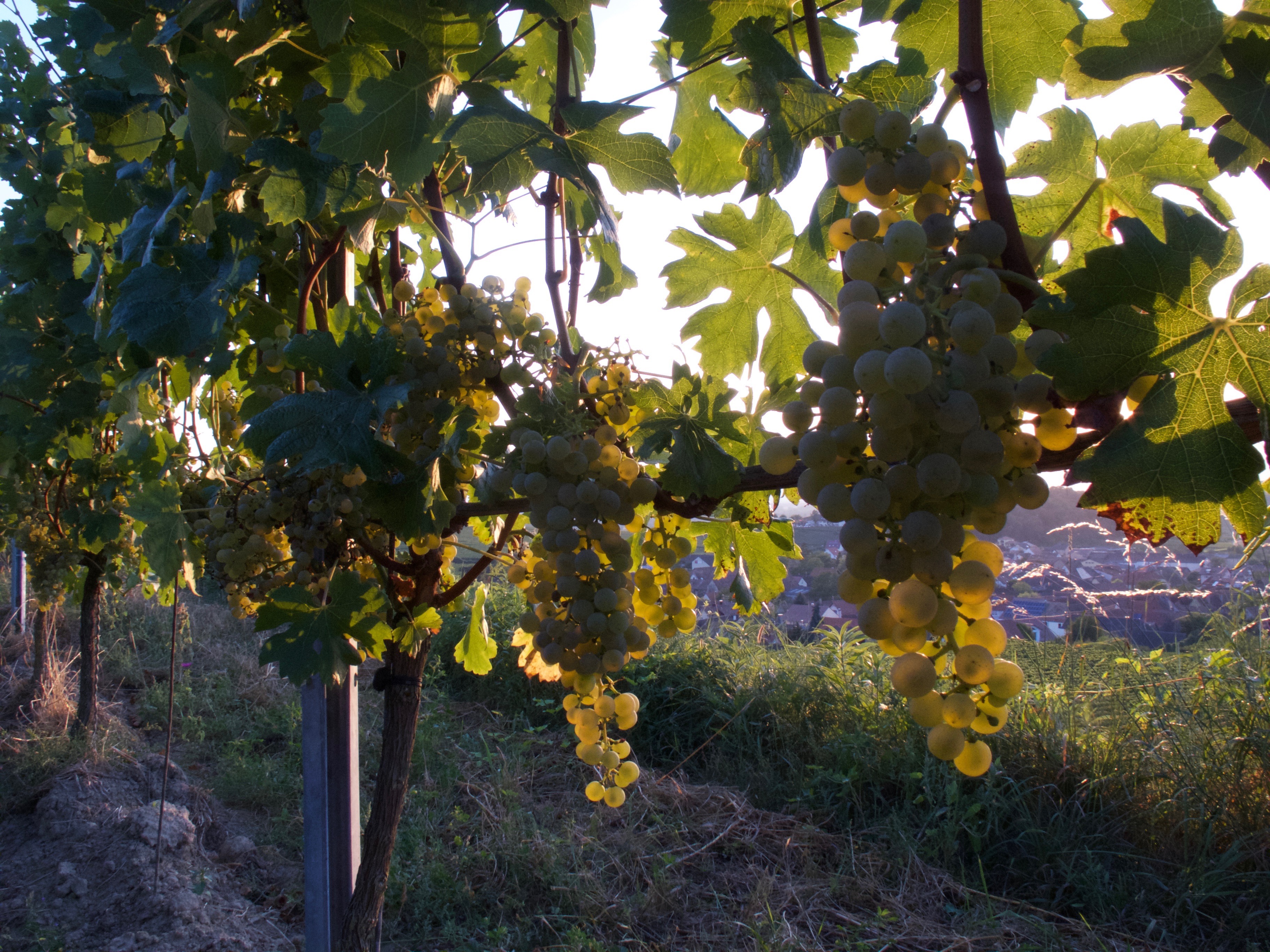 Cabernet Blanc-Trauben